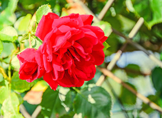Red rose flower, natural green bokeh background