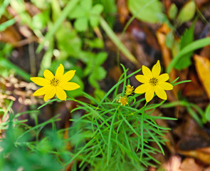 Yellow bidens aristosa flowers, Bearded Beggarticks, Tickseed