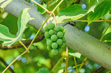 Green grapes (white) fruit hang, Vitis vinifera (grape vine)