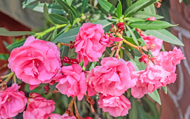 Pink flowers of nerium oleander, evergreen shrub, family Apocyna