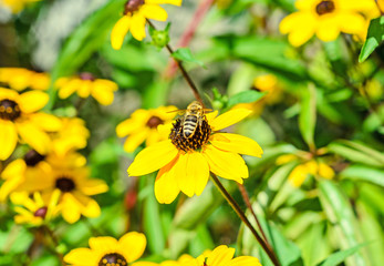 Bee sitting on Rudbeckia triloba yellow flower, browneyed Susan,