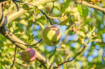 Red, yellow apple fruits in the tree, apple tree branch