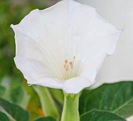 Fototapeta na wymiar White flower Brugmansia, Angel's trumpets, close up