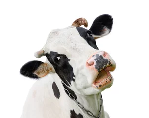Foto op Aluminium Grappige schattige koe geïsoleerd op wit. Pratende zwart-witte koe. Grappige nieuwsgierige koe. Boerderijdieren. Huisdier koe op wit. © esvetleishaya