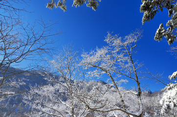 冬晴れの樹氷と雪山