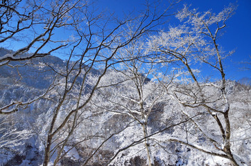 冬晴れの樹氷と雪山