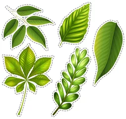 Afwasbaar Fotobehang Tropische bladeren Different types of green leaves