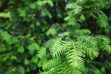 Spruce background
