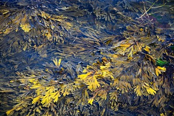 Seaweed floating in calm seawater, UK.