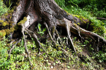 Tree roots in forest, closeup