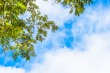 green roof against blue sky.