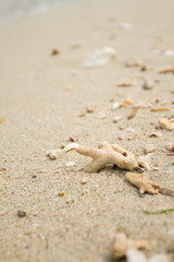砂浜