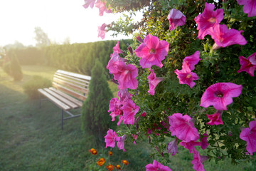 Wooden bench and flower bush in botanical garden