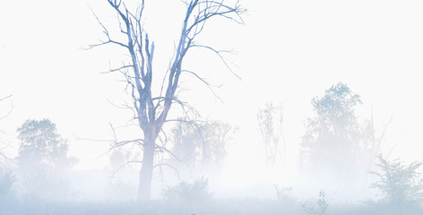 Beyond the mist, old dried tree in a fog, misterious landscape