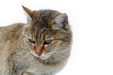 Muzzle of a cat on a white background. Tiger wild cat in the snow. Beautiful animals with us.