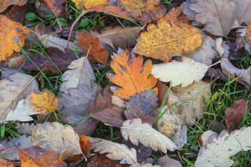 herbstliches Ahornlaub