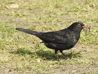 Vogel