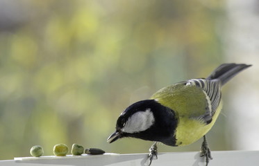 Great tit near the feeders. Parus major. 