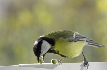 Great tit near the feeders. Parus major. 