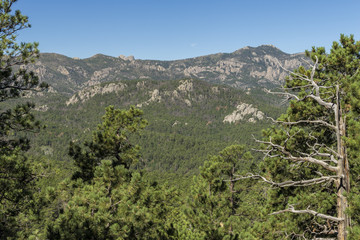 Black Hills Scenic Landscape