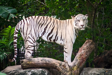 White tiger