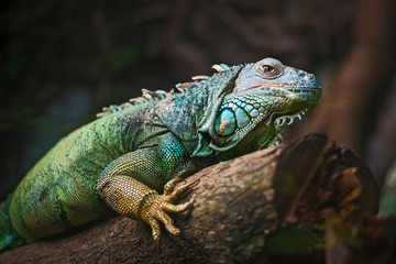 Green Iguana