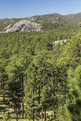 Fototapeta na wymiar Black Hills Scenic Landscape