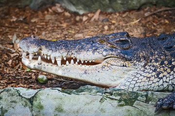 Obraz premium Crocodile