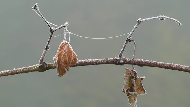 Mit Raureif verzierte Weinbl&auml;tter und ein gefrorener Spinnenfaden zittern im Herbstwind