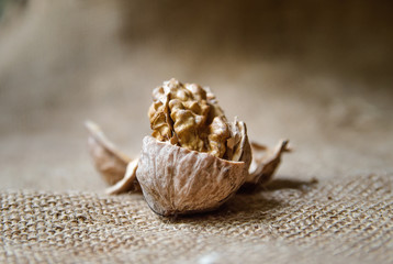 walnut kernel