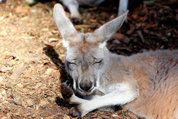 Kangourou qui fait une sieste, Sydney, Australie 