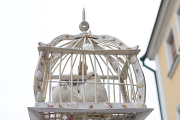 A pair of white pigeons in a cage waiting for a flight after the wedding