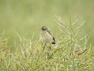 Vogel