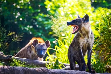 Foto op Plexiglas Gevlekte hyena © ake