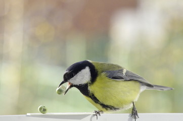 Great tit near the feeders. Parus major.