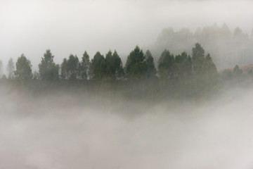 Fototapeta premium Pines on hill in a foggy morning in Apuseni Mountains, Romania. Dramatic scenery.