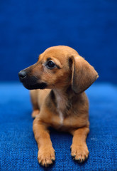 Dachshund puppy on a blue background