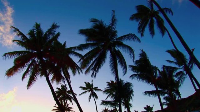 Palm Trees North Shore Hawaii