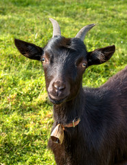 Fototapeta premium Portrait of a young black goat.
