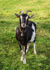 Naklejka na ściany i meble Black and white goat on grass background.