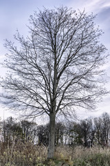Fototapeta na wymiar Tree without leaves