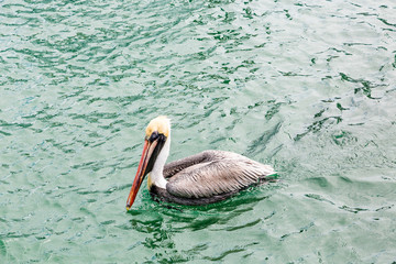 Pelican on Green Water