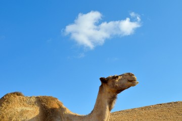 Camel in desert