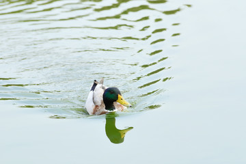 Floating Mallard