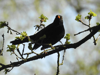 Vogel