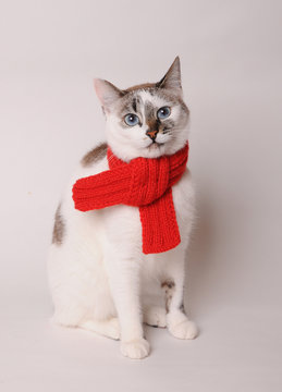 Blue-eyed cat wearing a red knitted scarf on a light background