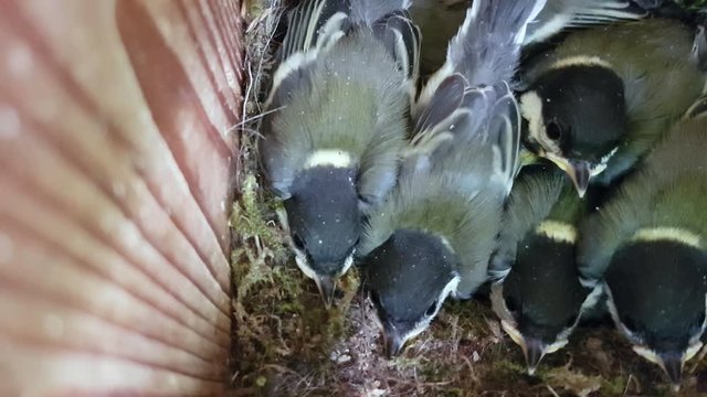 Great tit nest in birdhouse.