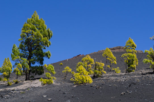 Blue Sky without clouds and green pine trees on grey lava ground