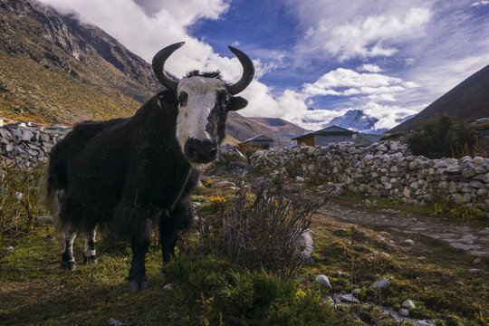 yak on the way to Everest base camp. Local aminal in Nepal. Dingboche. Nepal.