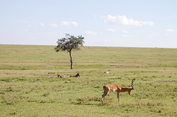 Naklejka na ściany i meble Impalas - Masai Mara - Kenya